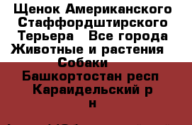 Щенок Американского Стаффордштирского Терьера - Все города Животные и растения » Собаки   . Башкортостан респ.,Караидельский р-н